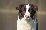 BORDER COLLIE 1441